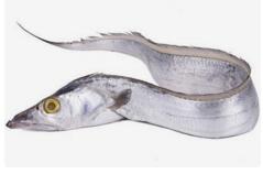 帶魚