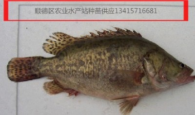 ~磬Z~~~~