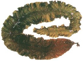 ȡsws