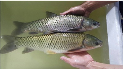 供應翡翠草魚