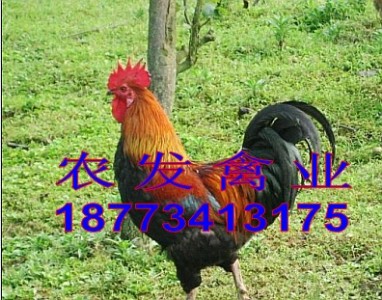 u繩(yng)