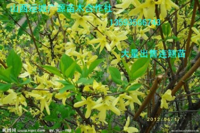 BNˎBN