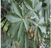 _ȡHorse Chestn(D)