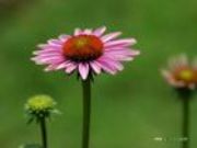 FȡEchinacea P.(D)
