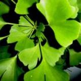 y~ȡGinkgo bilob(D)