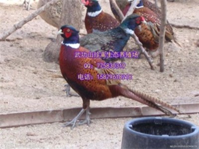 FƿhÓҰuB(yng)ֳ(chng) ̓r(ji)ÓҰuIٍ!